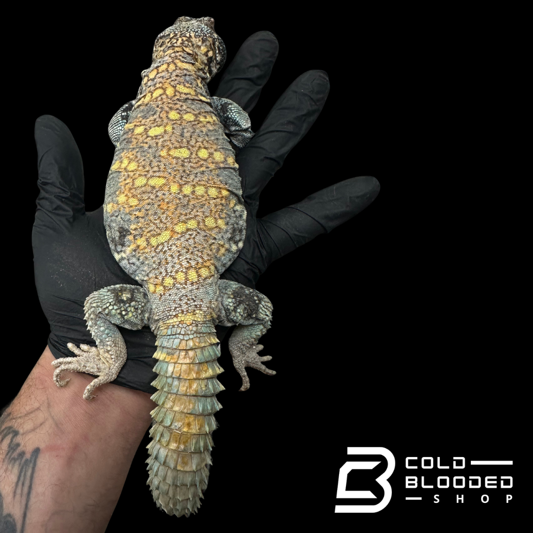 "The ol' man" Adult Blue Ornate Uromastyx #10 - Uromastyx ornata