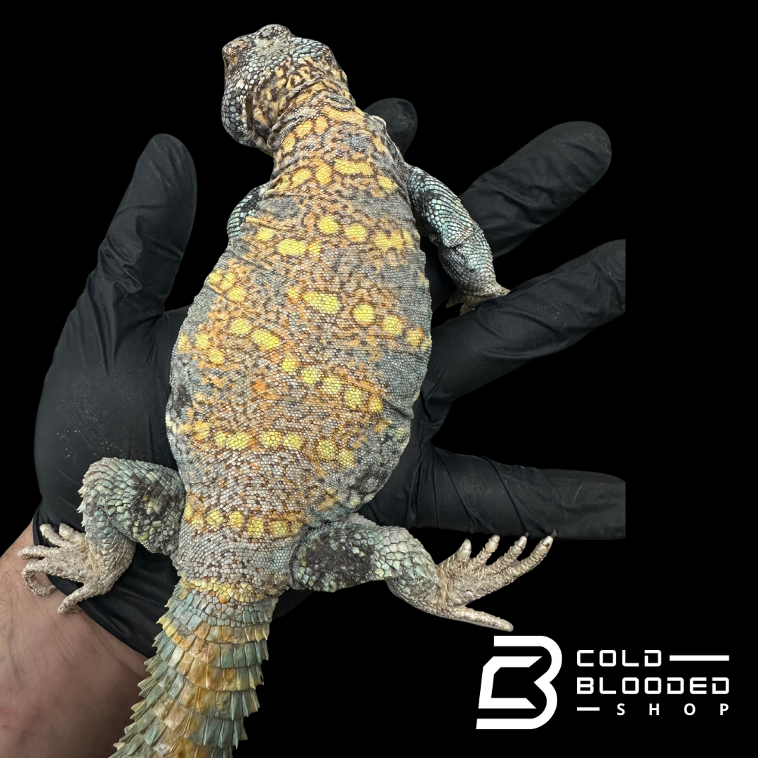 "The ol' man" Adult Blue Ornate Uromastyx #10 - Uromastyx ornata