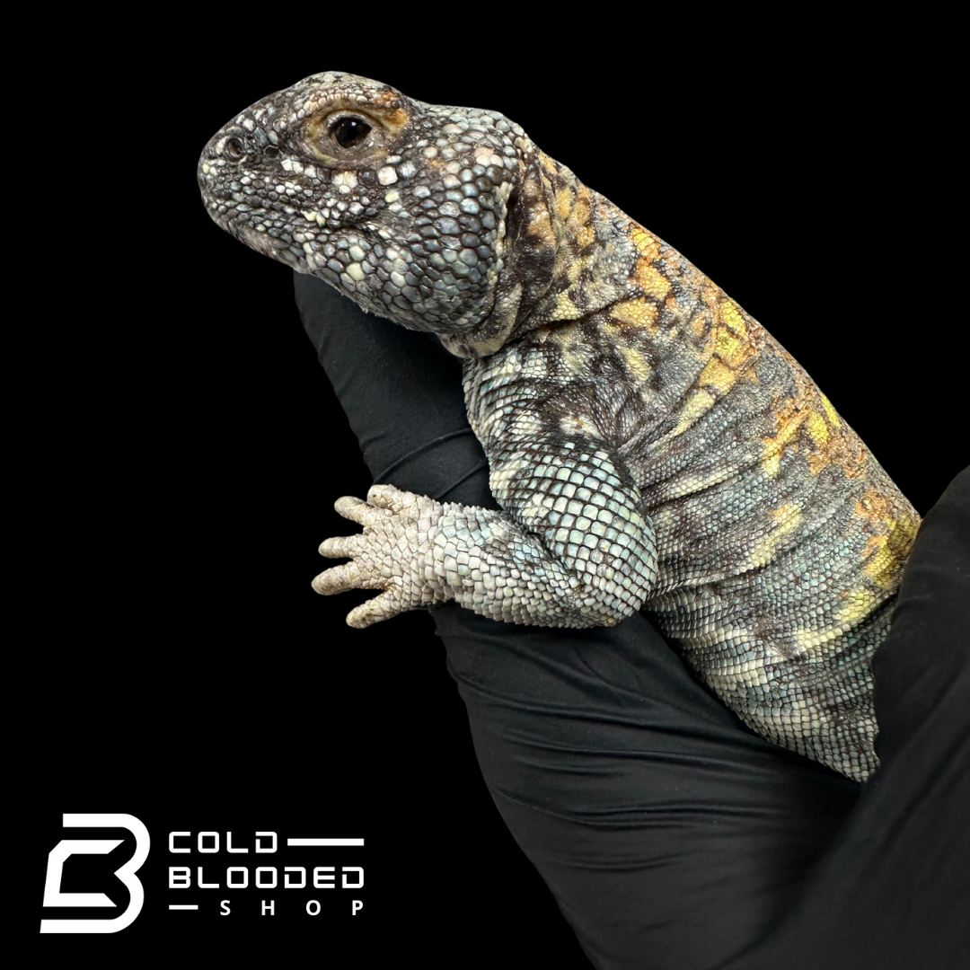 "The ol' man" Adult Blue Ornate Uromastyx #10 - Uromastyx ornata