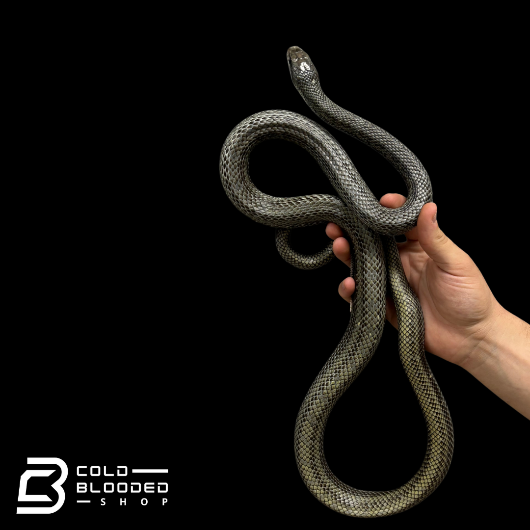Adult male Japanese Blue Rat Snake "Kunashir Island" -  Elaphe climacophora