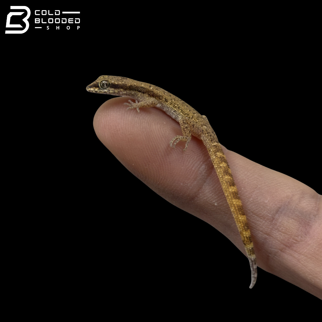 Tripoli Dwarf Gecko - Tropiocolotes tripolitanus