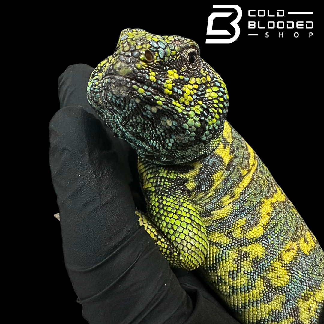 Adult Blue/Green Male Ornate Uromastyx - Uromastyx ornata