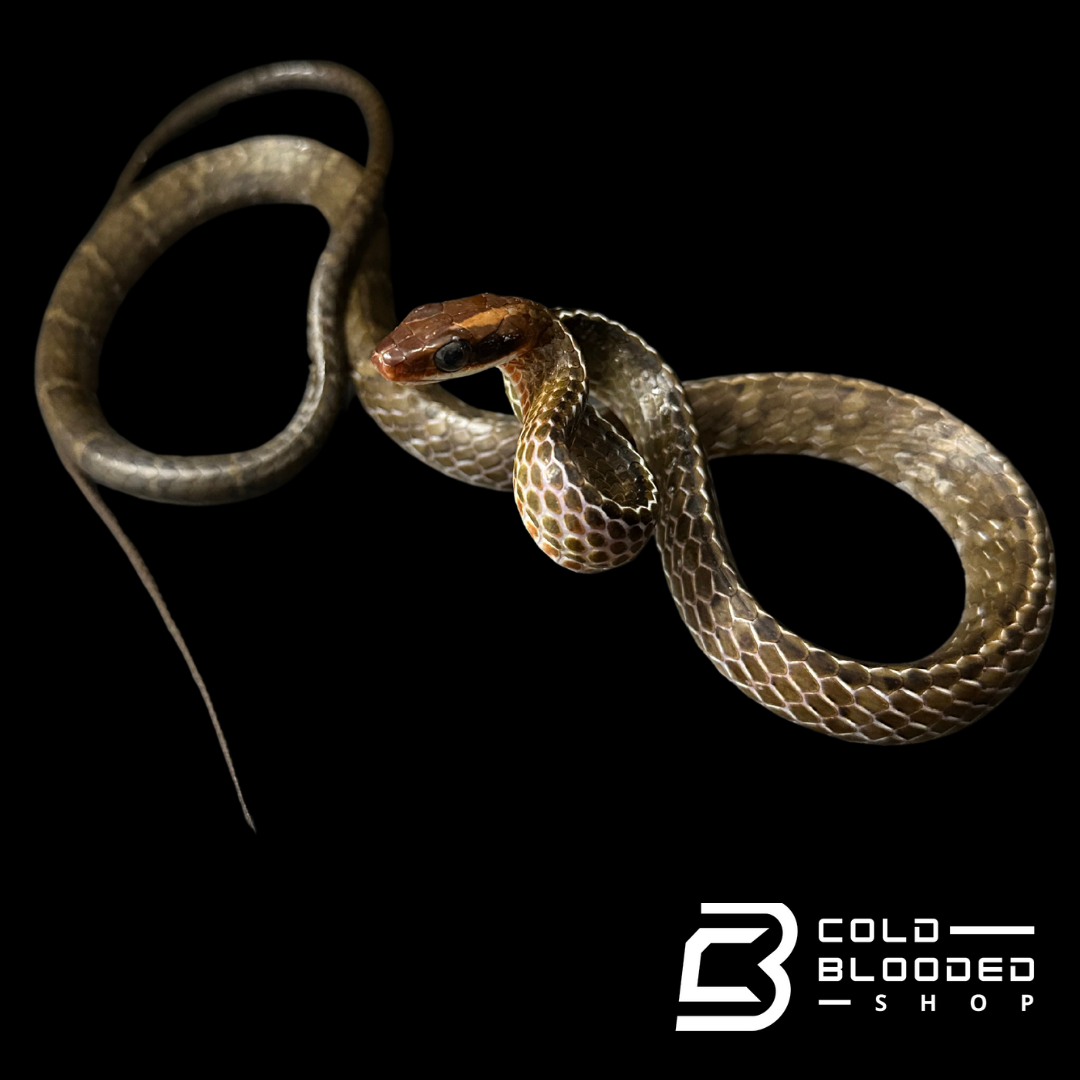 Brown sipo - Chironius fuscus