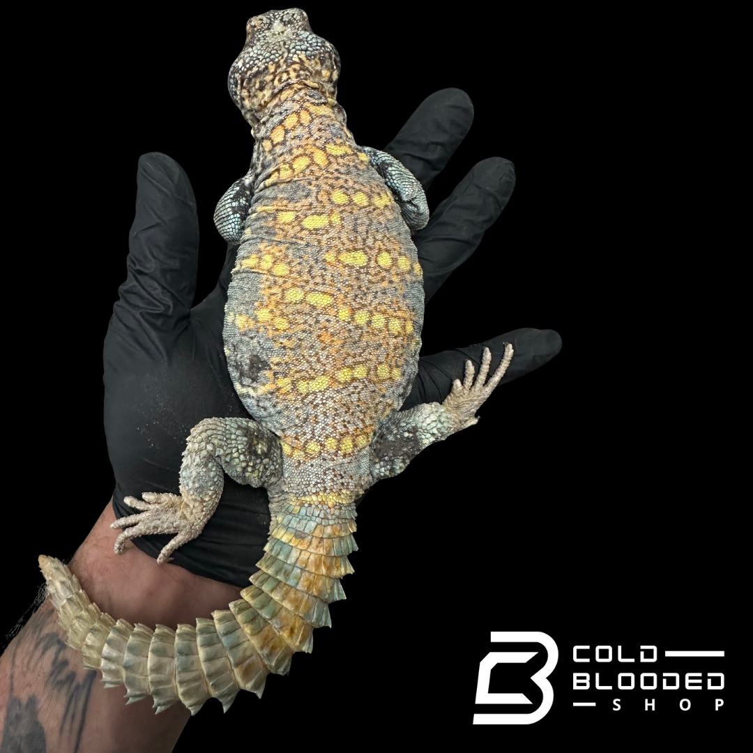 "The ol' man" Adult Blue Ornate Uromastyx #10 - Uromastyx ornata
