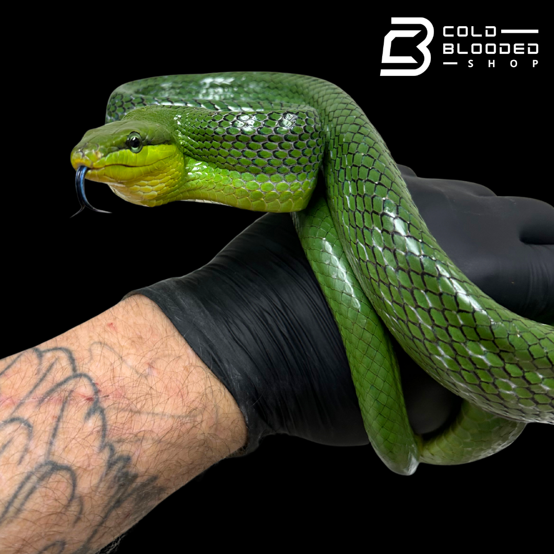Female Red-tailed Green Rat Snake - Gonyosoma oxycephalum