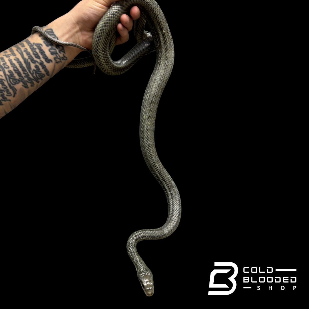 Adult male Japanese Blue Rat Snake "Kunashir Island" -  Elaphe climacophora