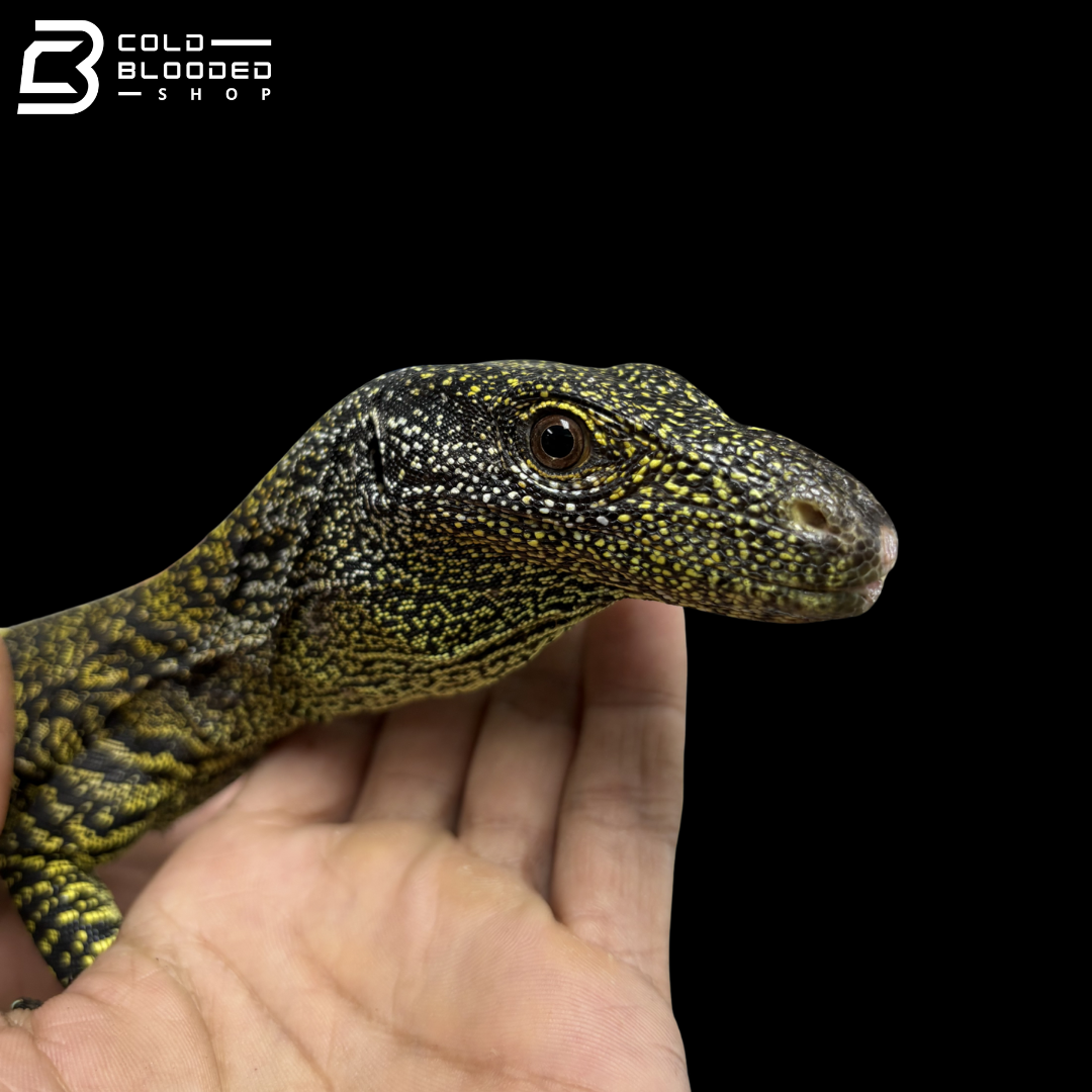 CBB Tame & Socialized Crocodile Monitor - Varanus Salvadorii