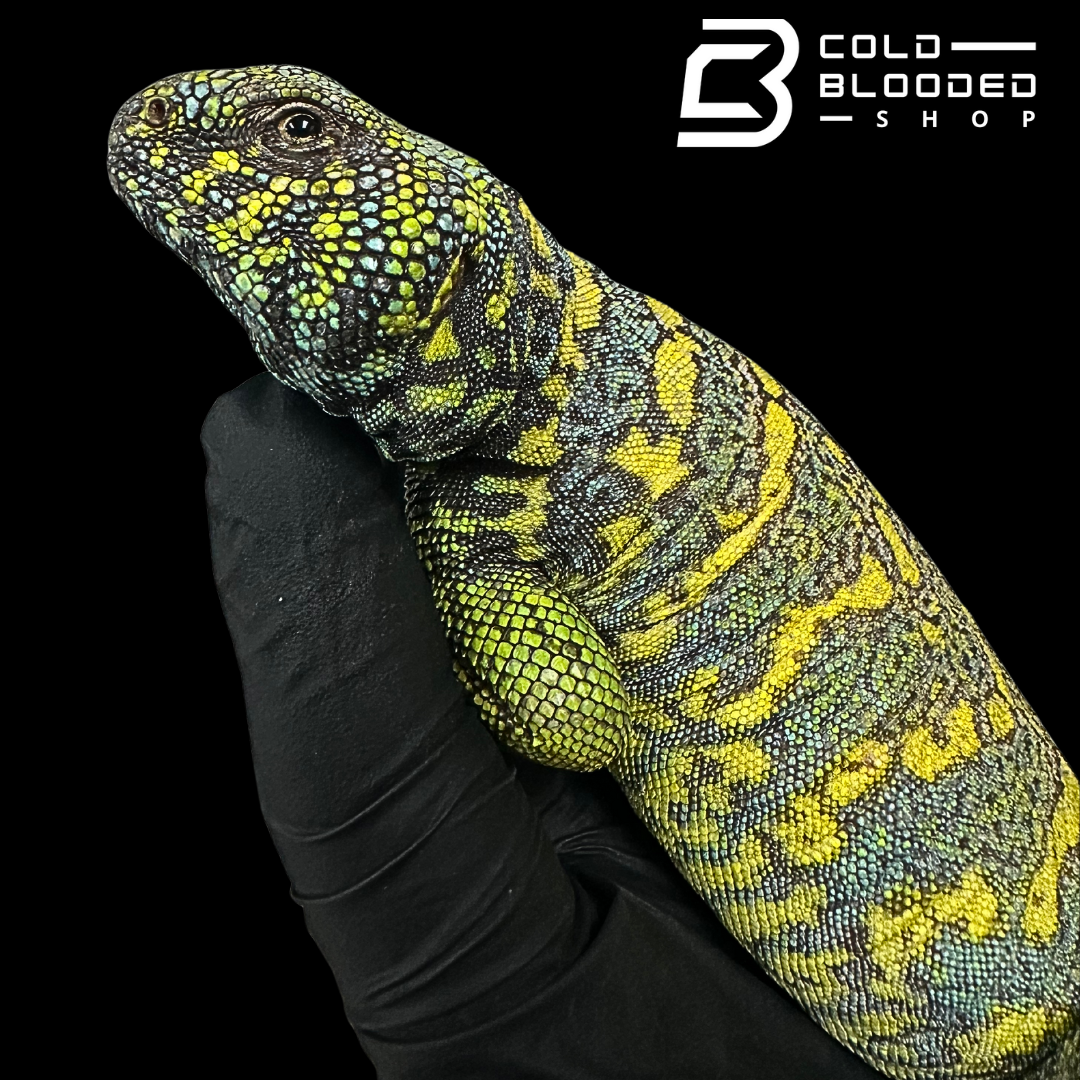 Adult Blue/Green Male Ornate Uromastyx - Uromastyx ornata