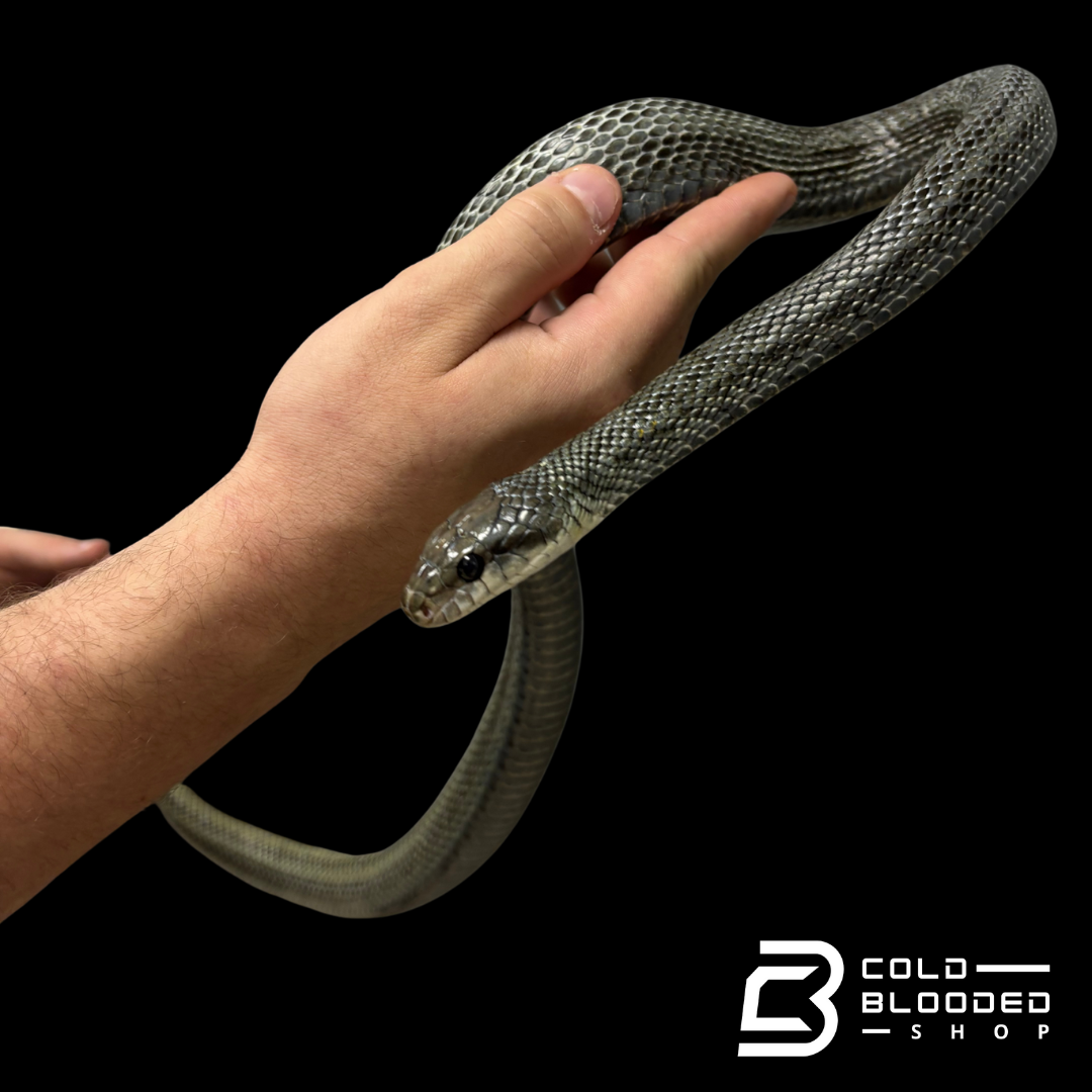 Adult male Japanese Blue Rat Snake "Kunashir Island" -  Elaphe climacophora