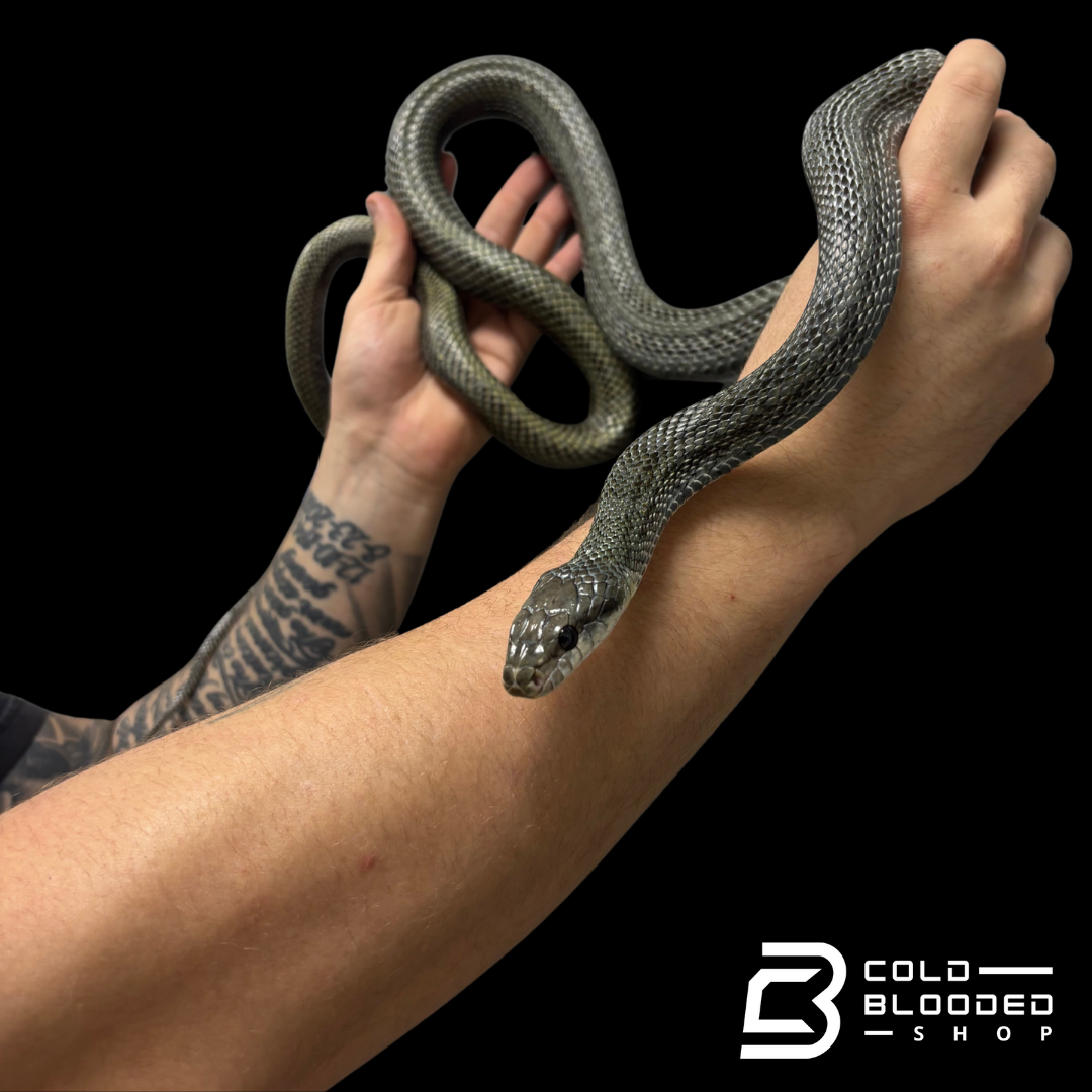 Adult male Japanese Blue Rat Snake "Kunashir Island" -  Elaphe climacophora