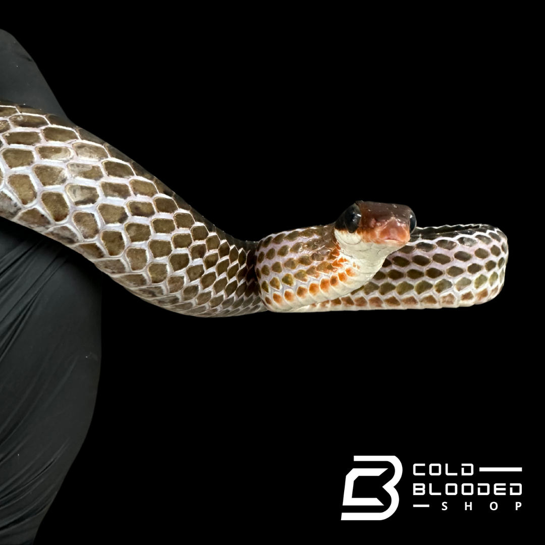 Brown sipo - Chironius fuscus