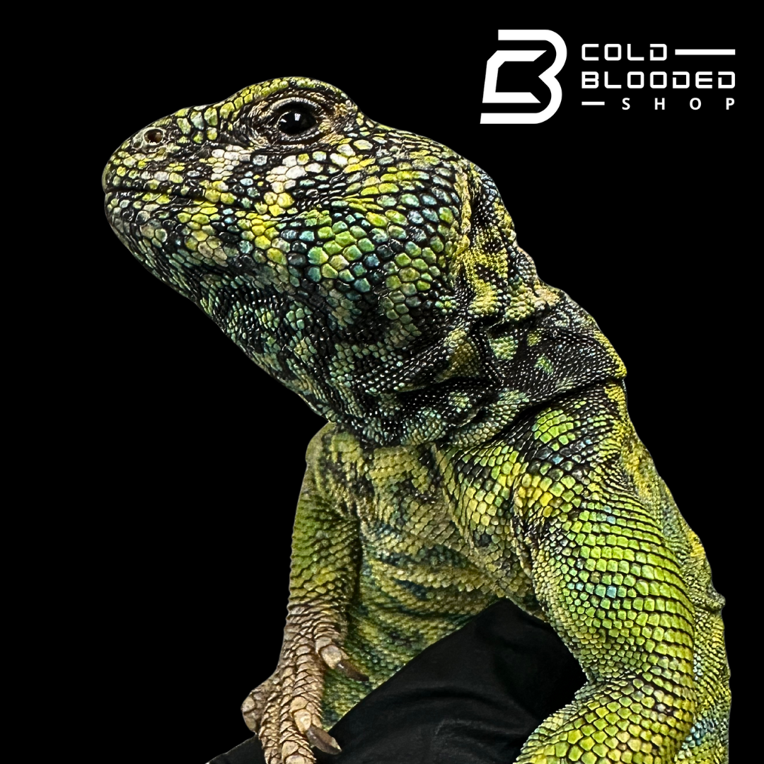Adult Blue/Green Male Ornate Uromastyx - Uromastyx ornata