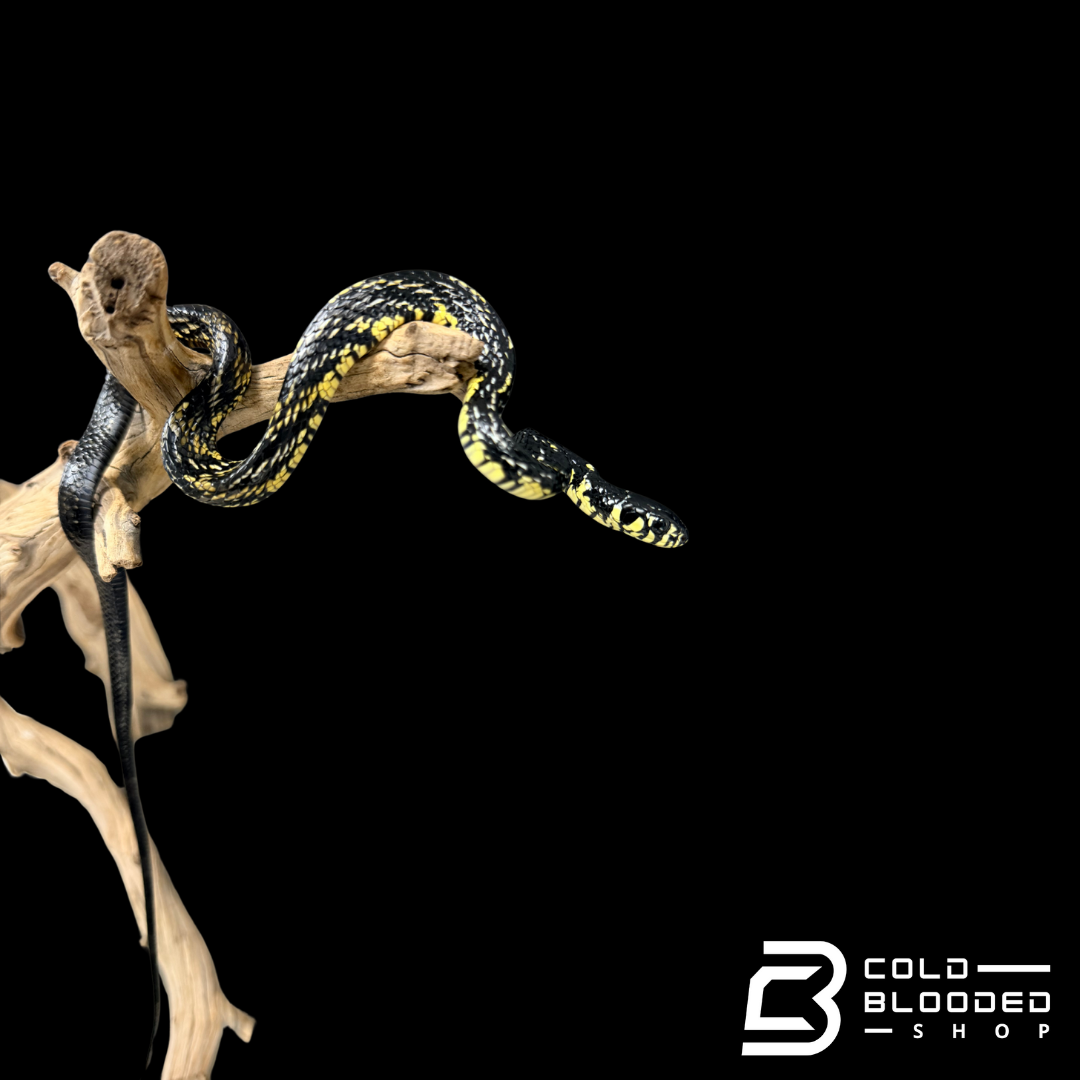 Serpientes rata de Jansen - Gonyosoma jansenii