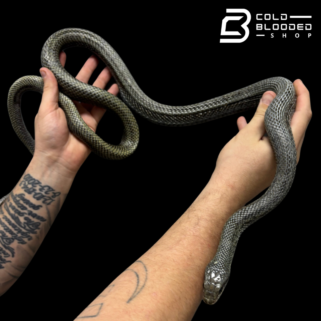 Adult male Japanese Blue Rat Snake "Kunashir Island" -  Elaphe climacophora