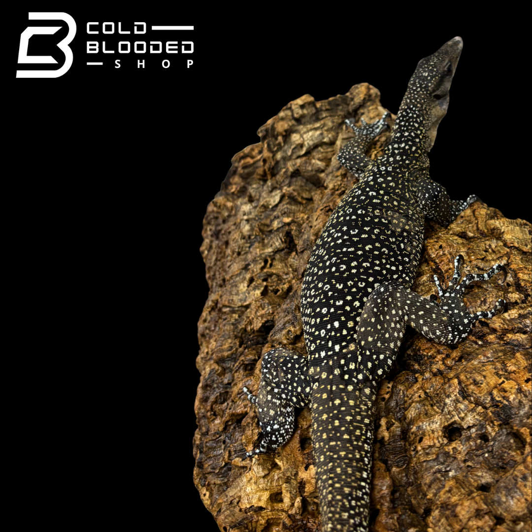 STUNNER! Batanta Island Peach-throated Monitor - Varanus jobiensis