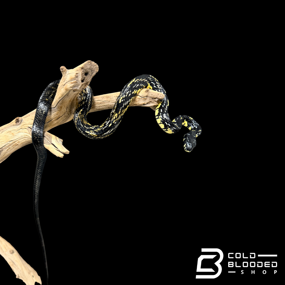 Serpientes rata de Jansen - Gonyosoma jansenii