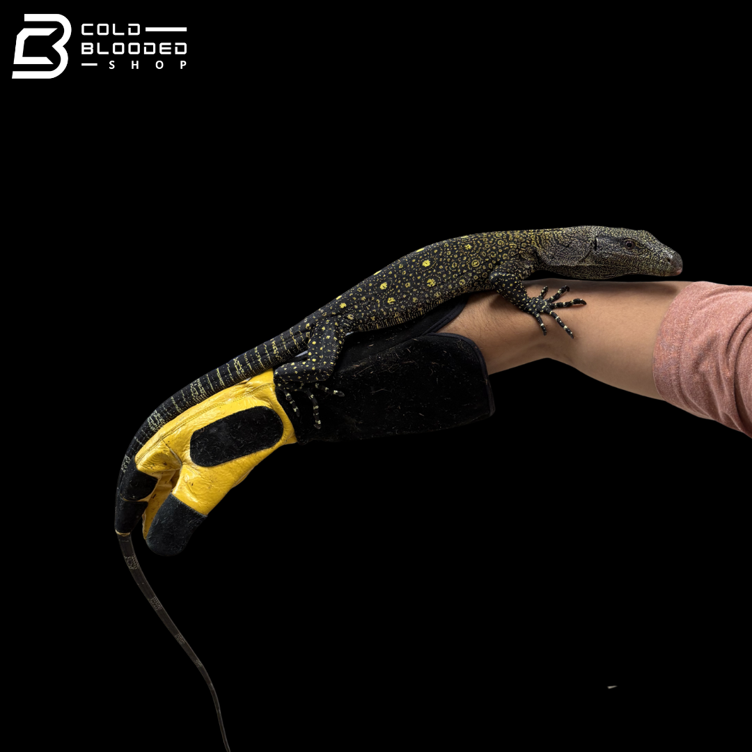 CBB Crocodile Monitor - Varanus Salvadorii