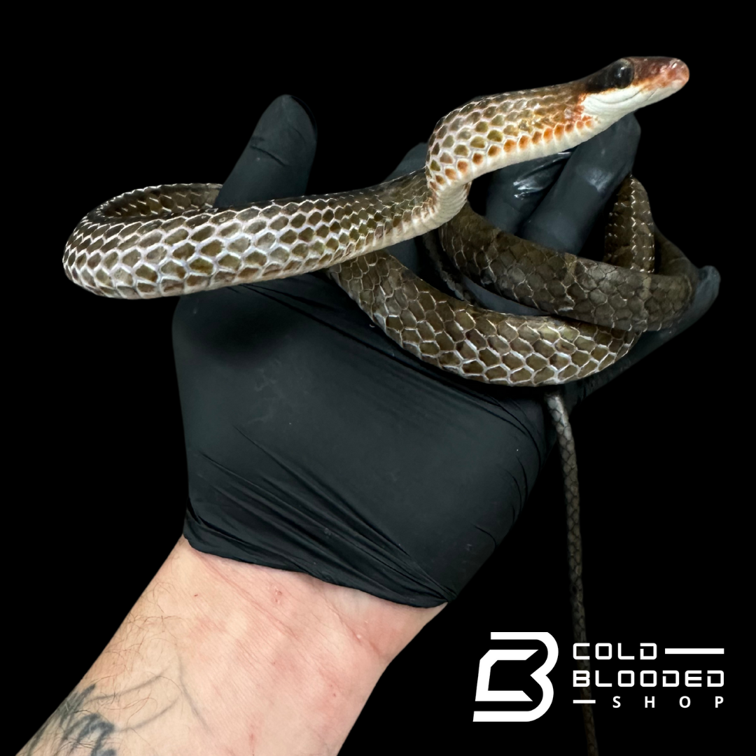 Brown sipo - Chironius fuscus