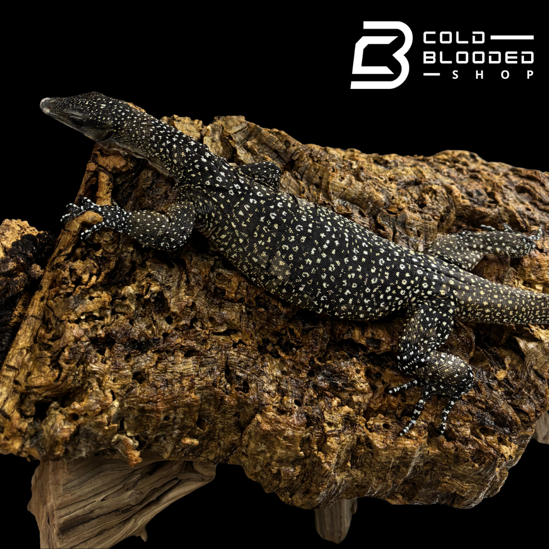STUNNER! Batanta Island Peach-throated Monitor - Varanus jobiensis