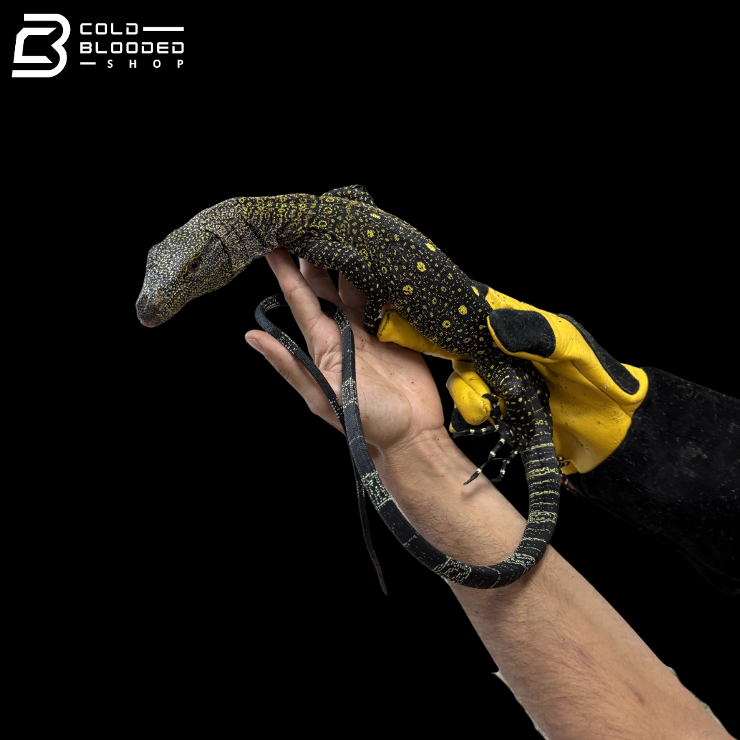 CBB Crocodile Monitor - Varanus Salvadorii