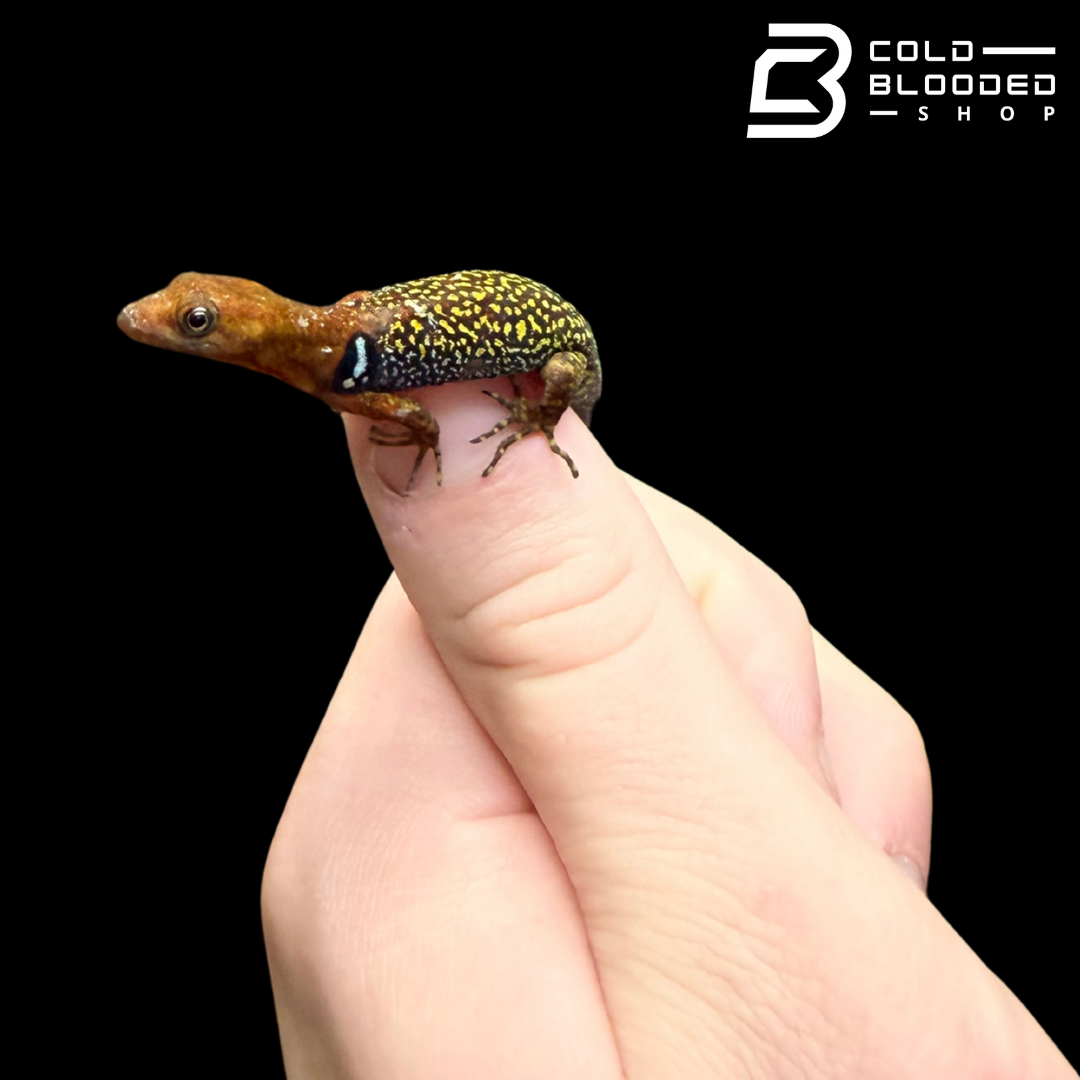 Pairs O'Shaughnessy's geckos - Gonatodes concinnatus