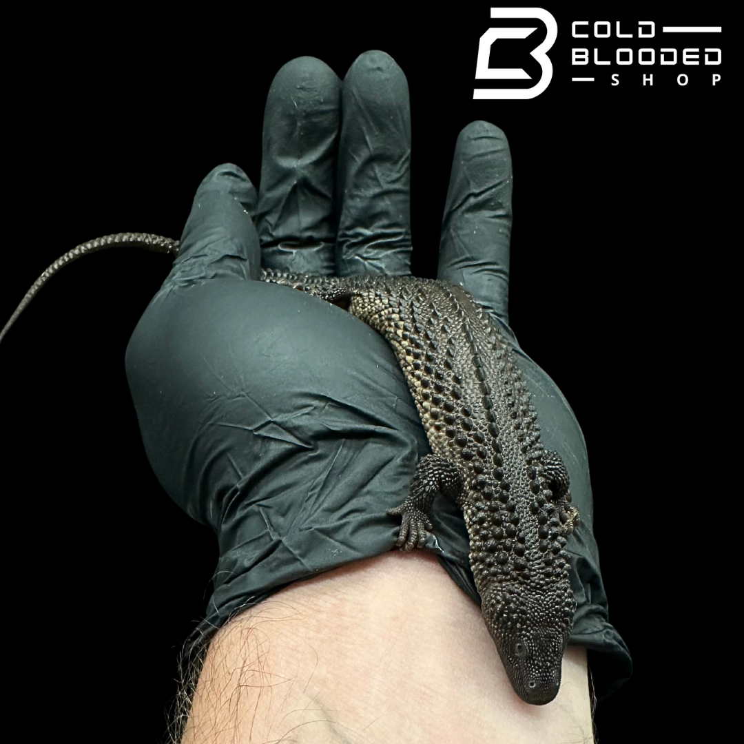 USCBB Juvenile Earless Monitor Lizards - Lanthanotus borneensis