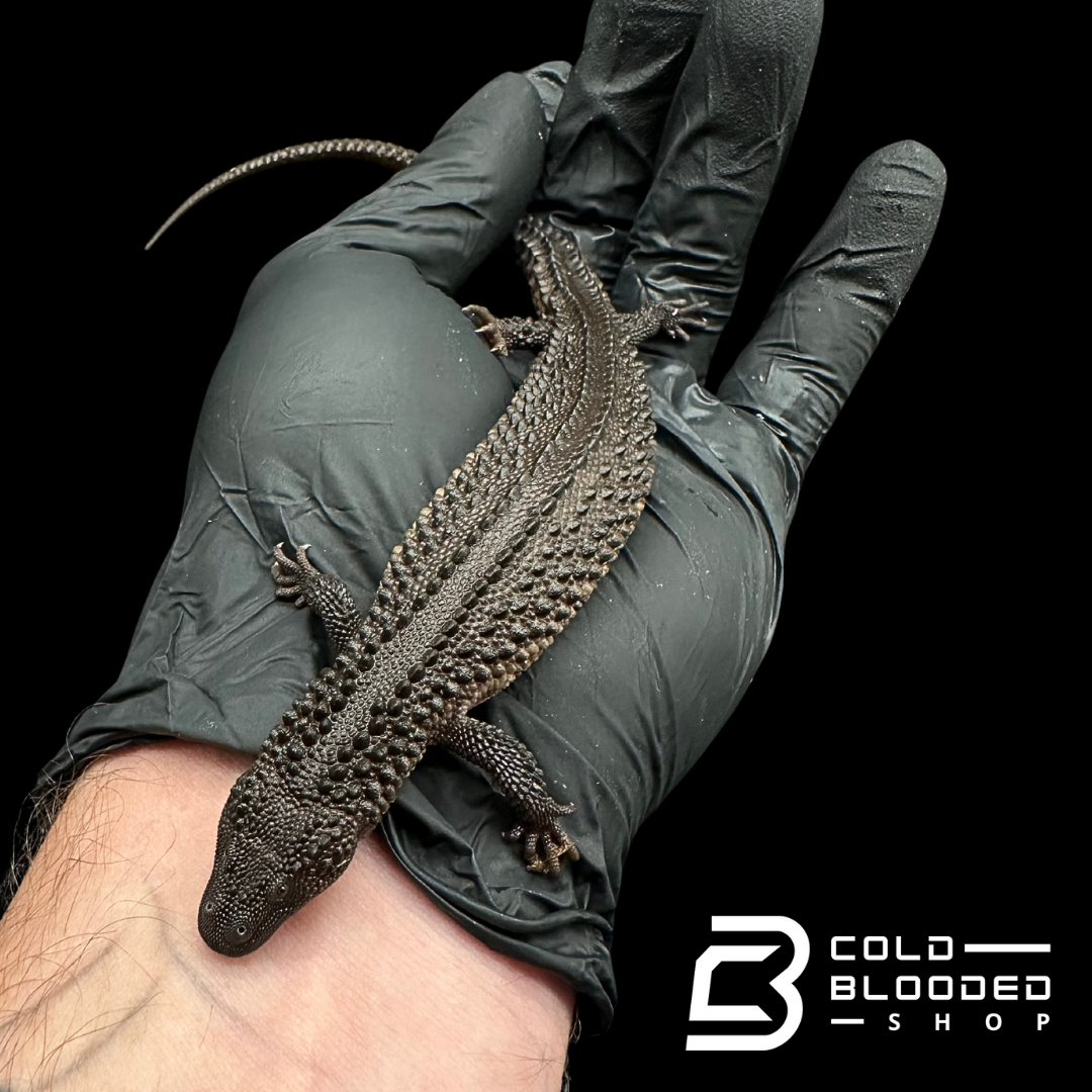 USCBB Juvenile Earless Monitor Lizards - Lanthanotus borneensis