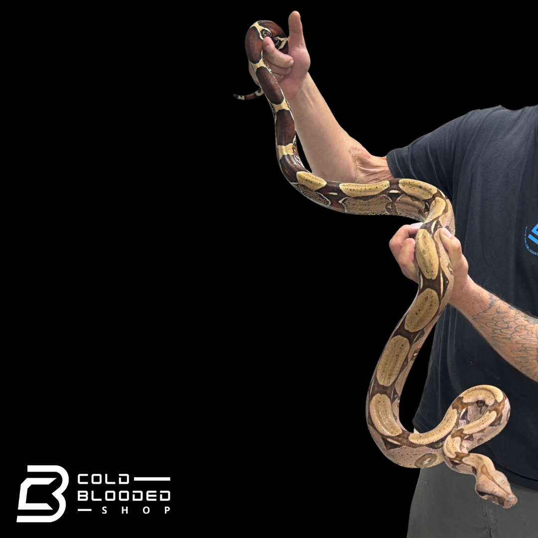 Stunner Female Suriname Boa Constrictor - Boa constrictor constrictor