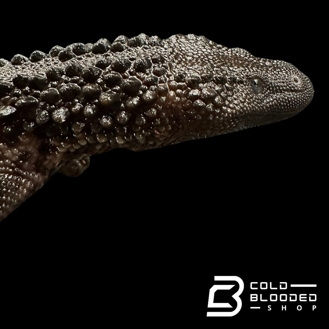USCBB Juvenile Earless Monitor Lizards - Lanthanotus borneensis