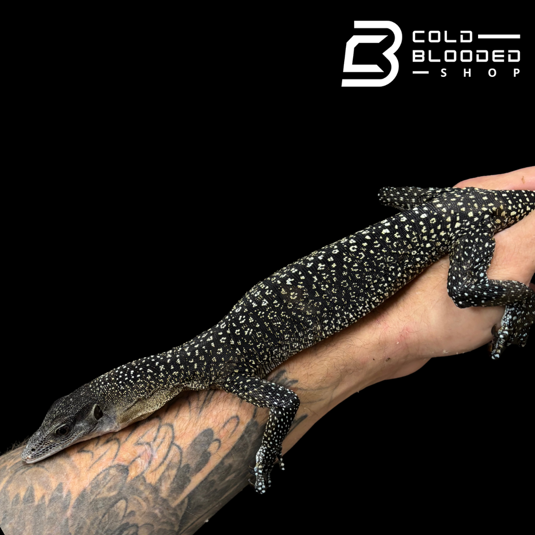 STUNNER! #2 Batanta Island Peach-throated Monitor - Varanus jobiensis