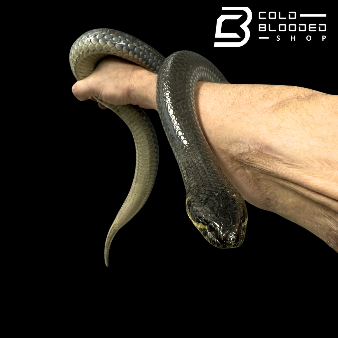 South American pond snake - Pseudoeryx plicatilis