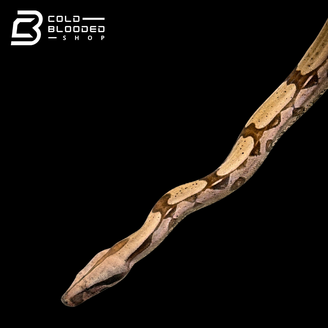 Stunner Female Suriname Boa Constrictor - Boa constrictor constrictor
