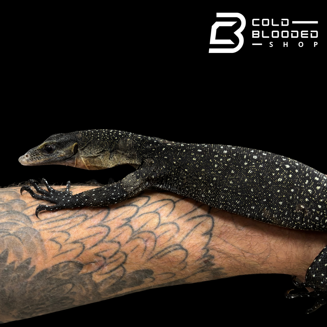 STUNNER! #3 Batanta Island Peach-throated Monitor - Varanus jobiensis
