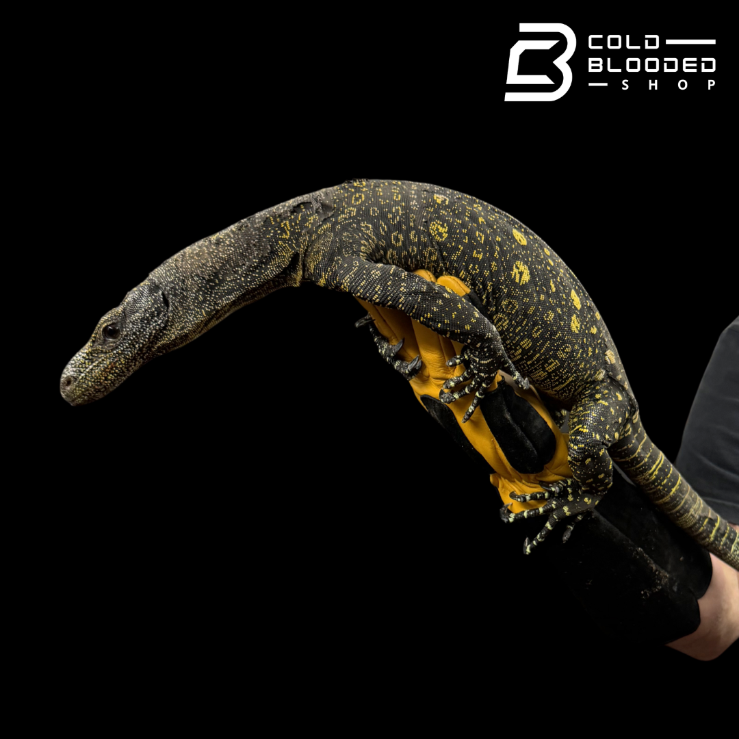 Sub-Adult Crocodile Monitor - Varanus salvadorii #1