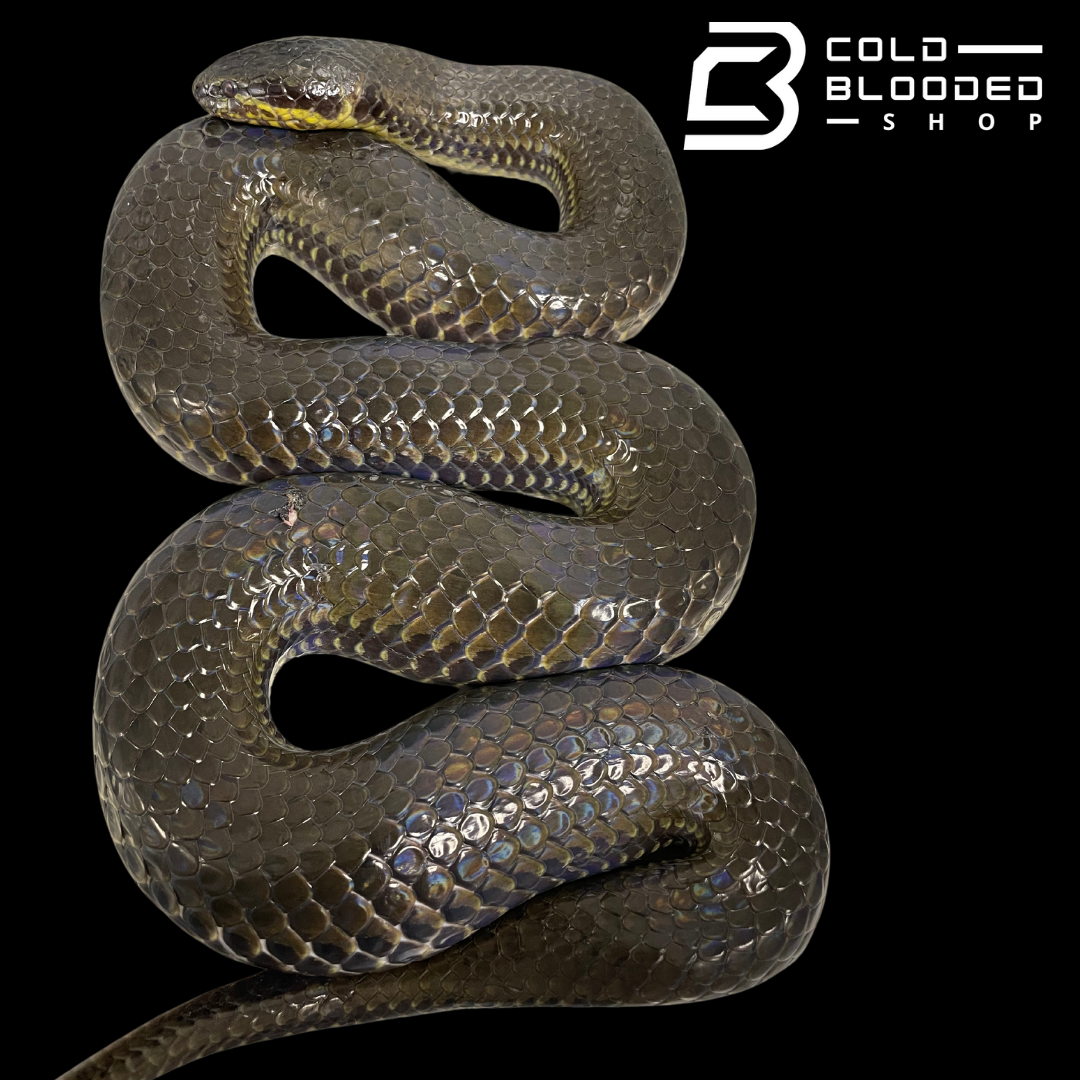 South American pond snake - Pseudoeryx plicatilis