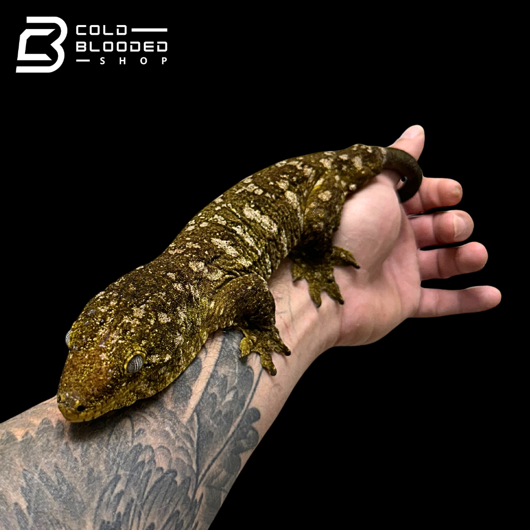 Giant Zoo Stock Leachianus Gecko - Rhacodactylus leachianus