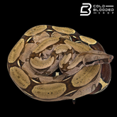 Stunner Female Suriname Boa Constrictor - Boa constrictor constrictor