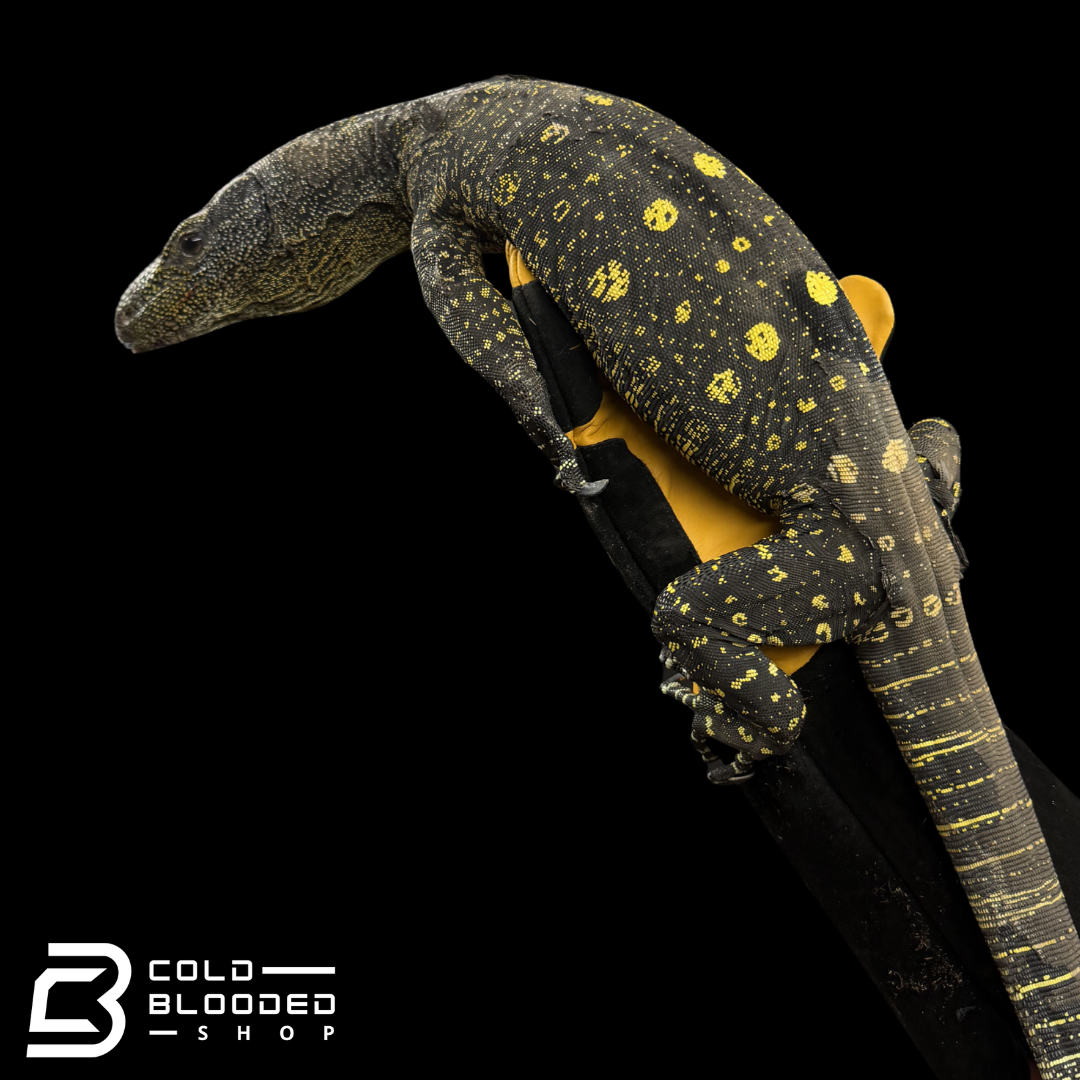 Sub-Adult Crocodile Monitor - Varanus salvadorii #1