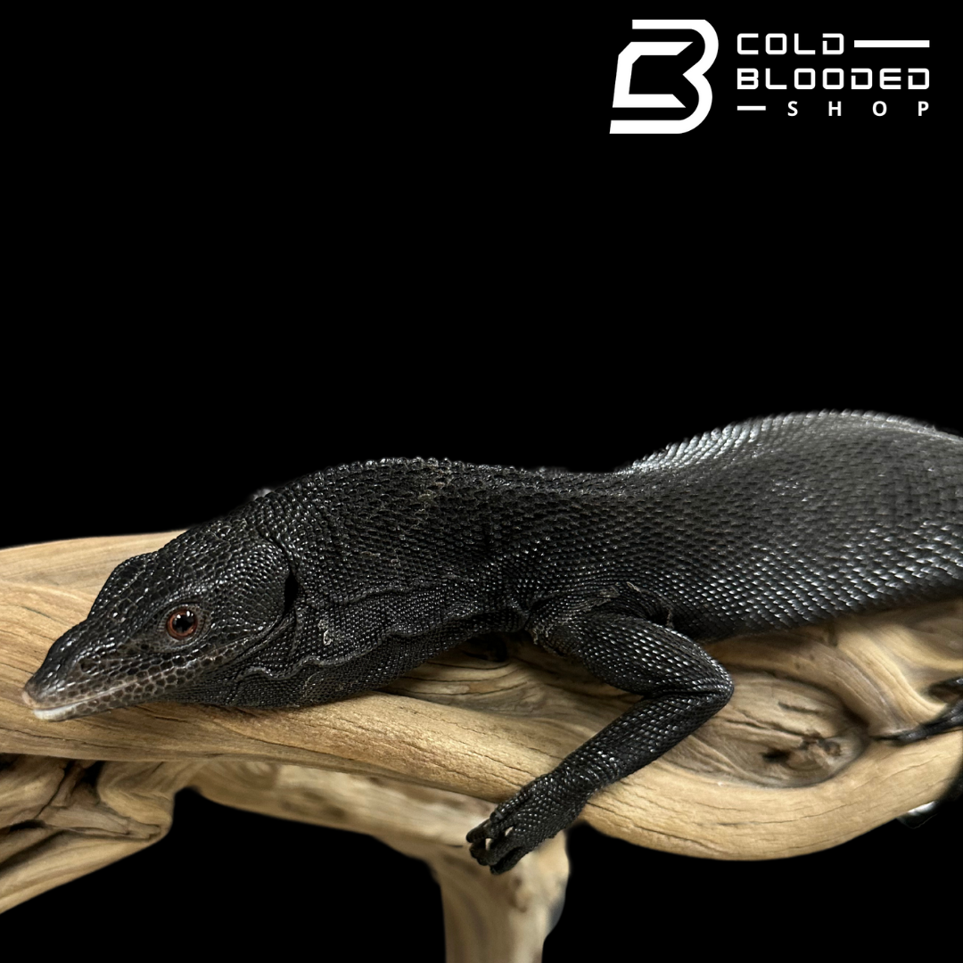 CBB Adult Male Black Tree Monitor - Varanus beccarii