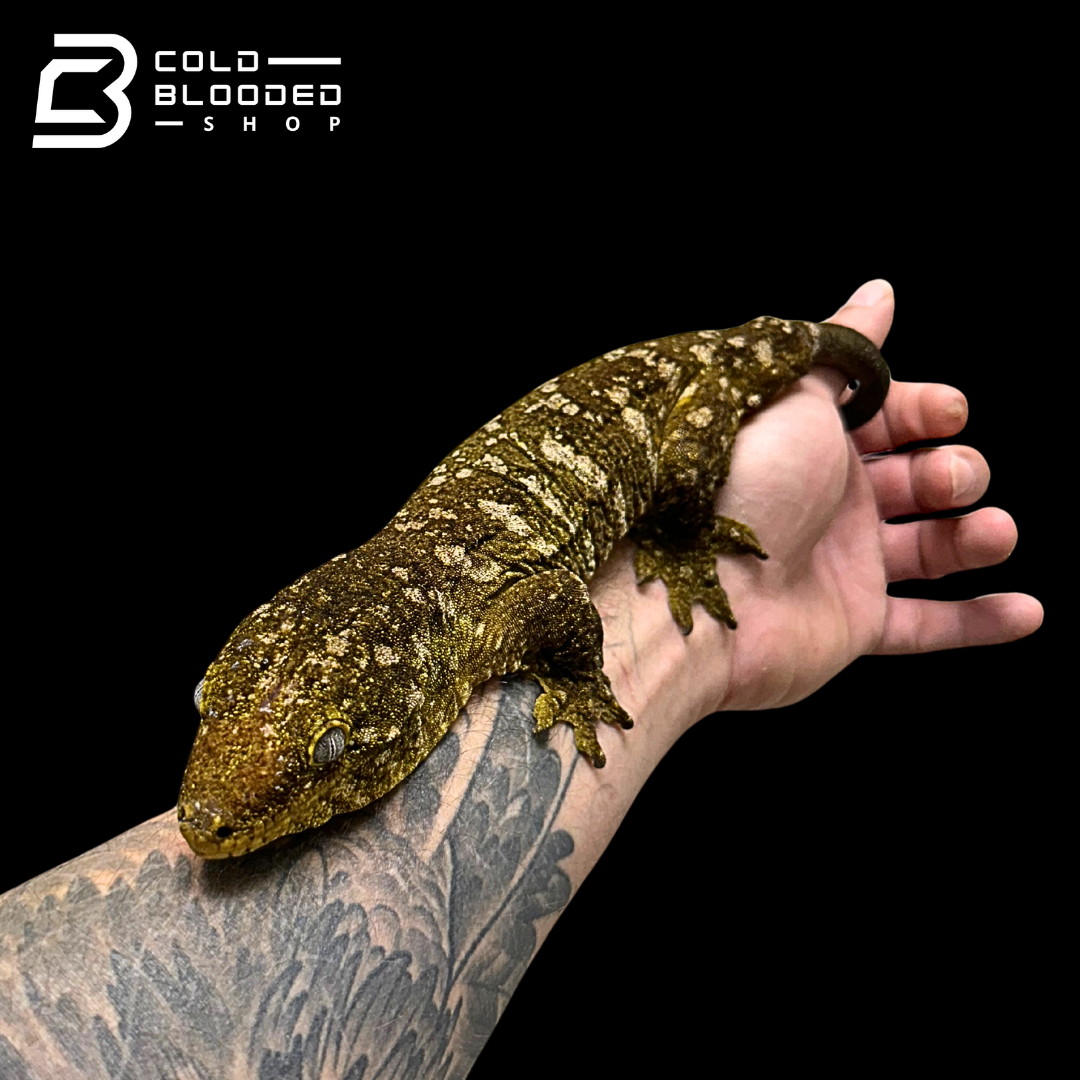 Giant Zoo Stock Leachianus Gecko - Rhacodactylus leachianus