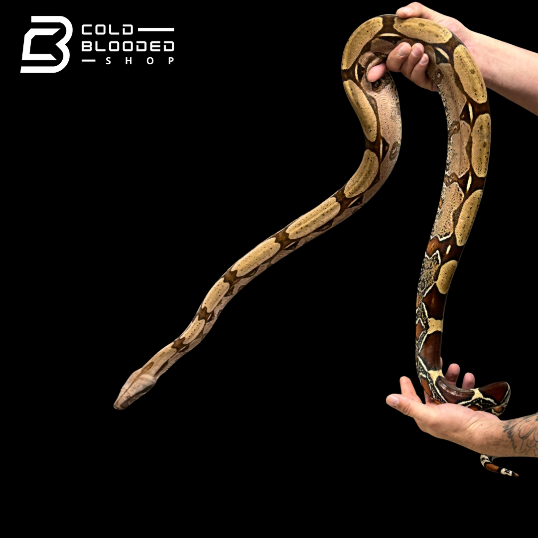 Stunner Female Suriname Boa Constrictor - Boa constrictor constrictor