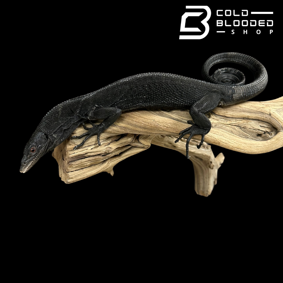 CBB Adult Male Black Tree Monitor - Varanus beccarii