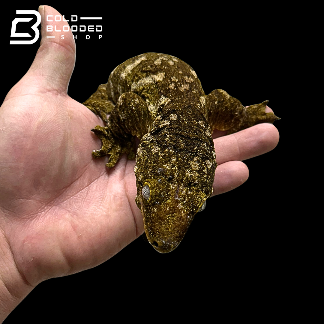 Giant Zoo Stock Leachianus Gecko - Rhacodactylus leachianus