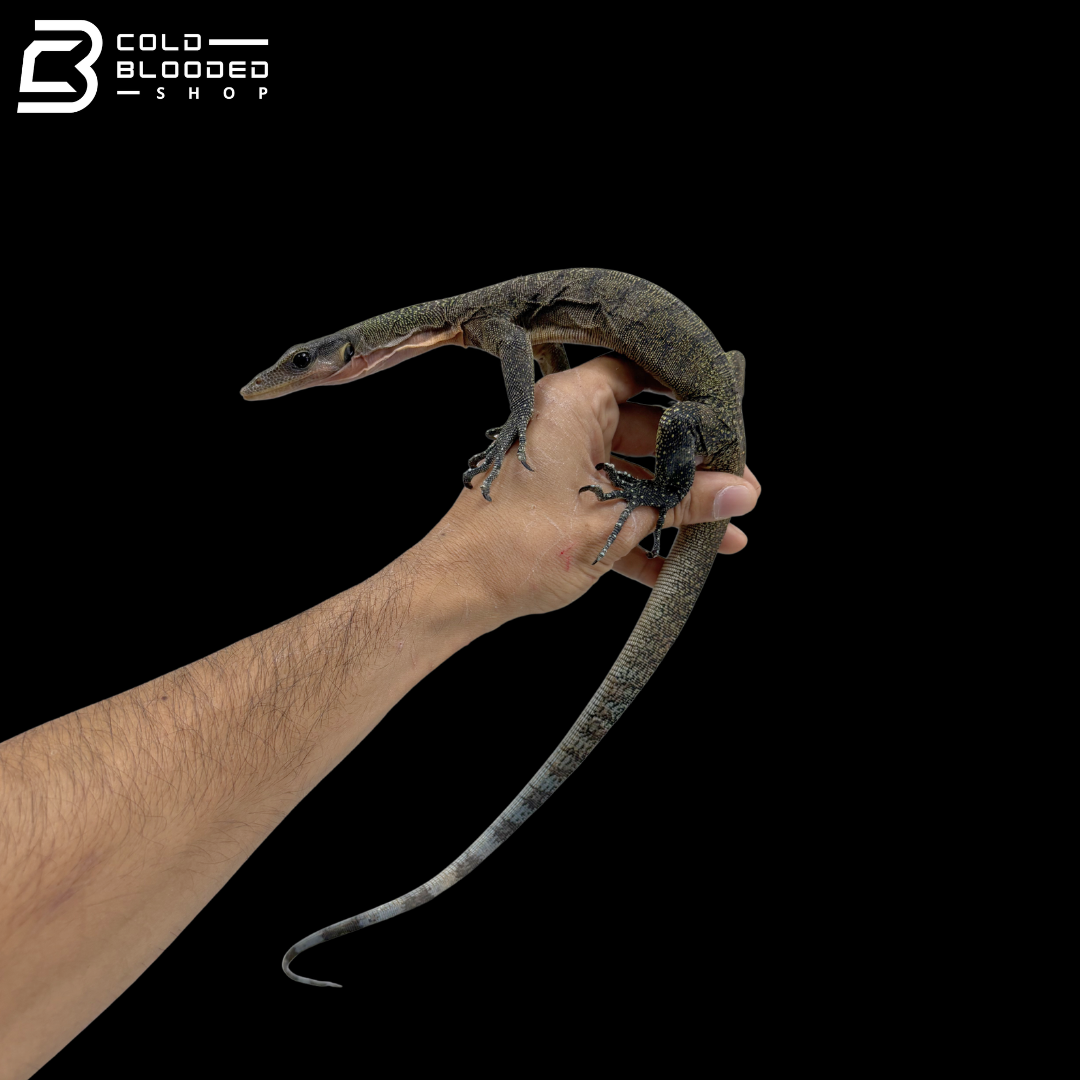Juvenile Jayapura Peach-throated Monitor - Varanus jobiensis
