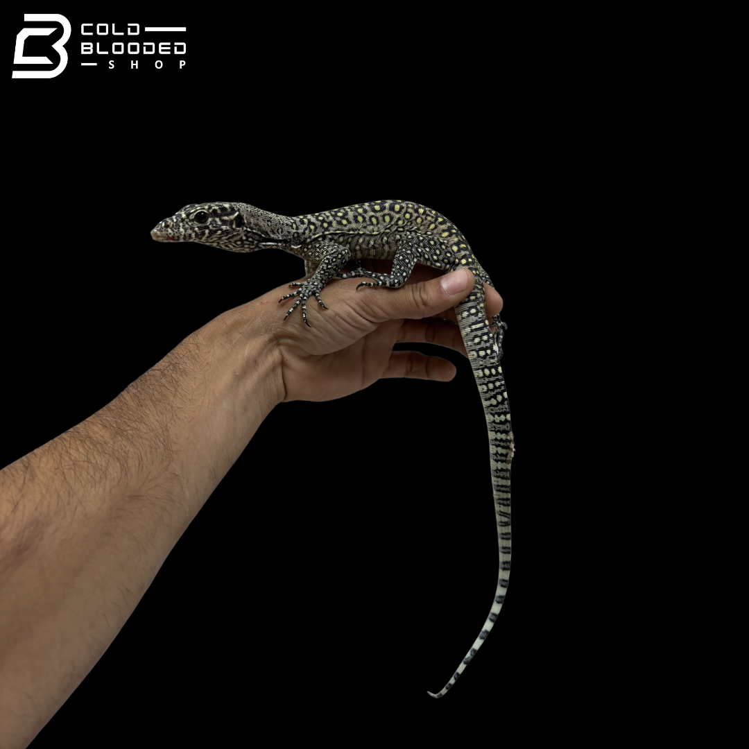 EXTREME PASTEL Blue Tailed Monitor - Varanus Doreanus