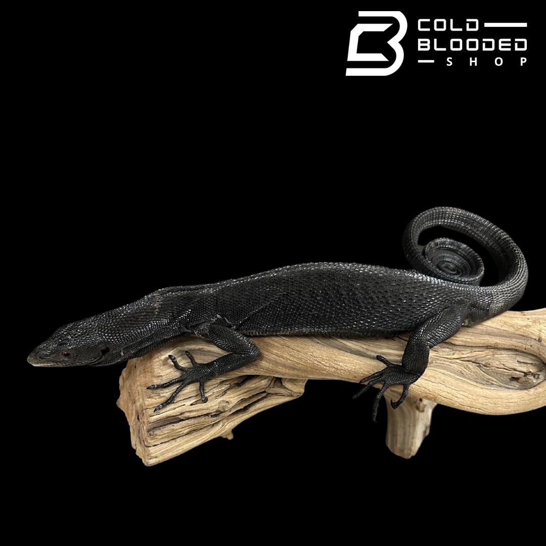 CBB Adult Male Black Tree Monitor - Varanus beccarii