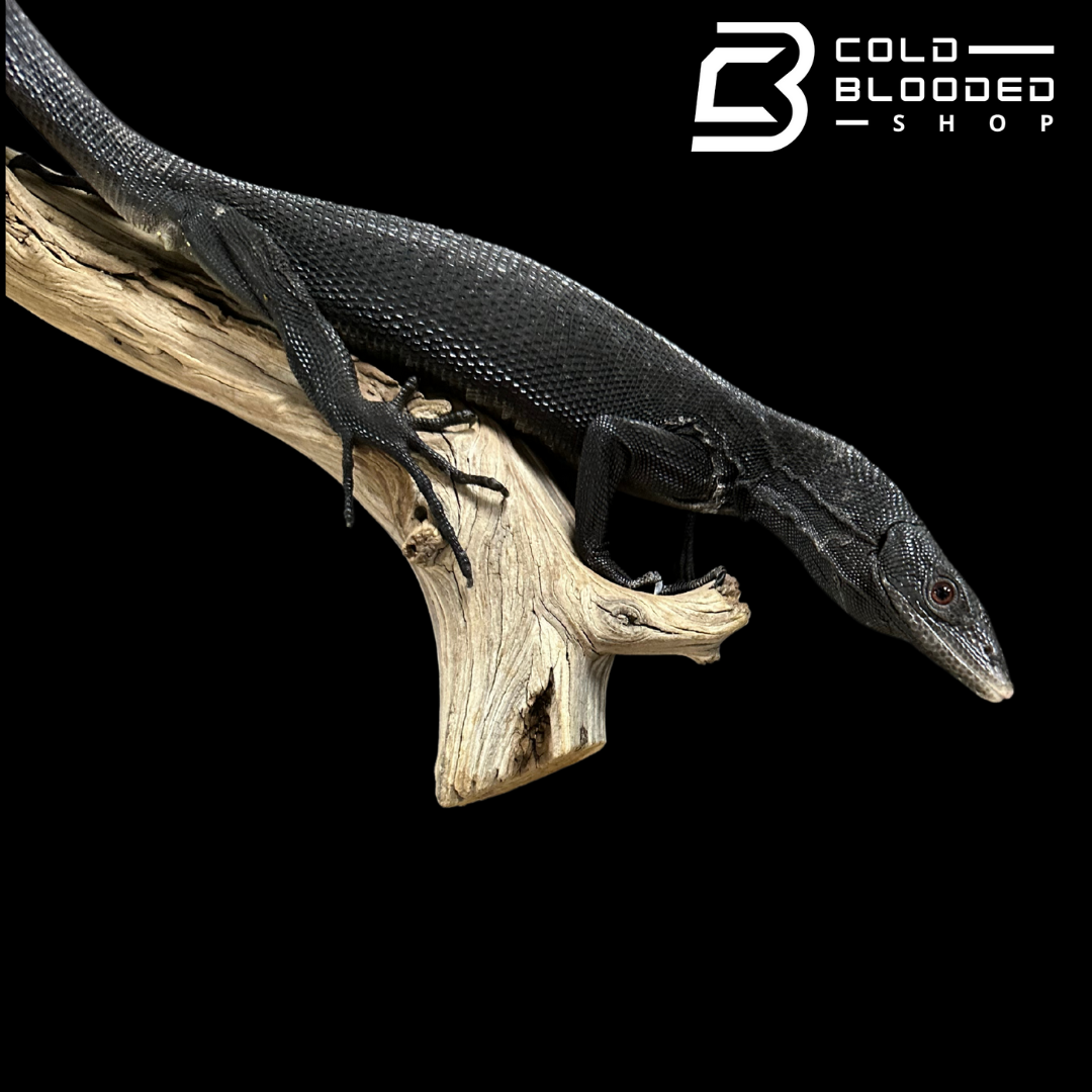 CBB Adult Male Black Tree Monitor - Varanus beccarii