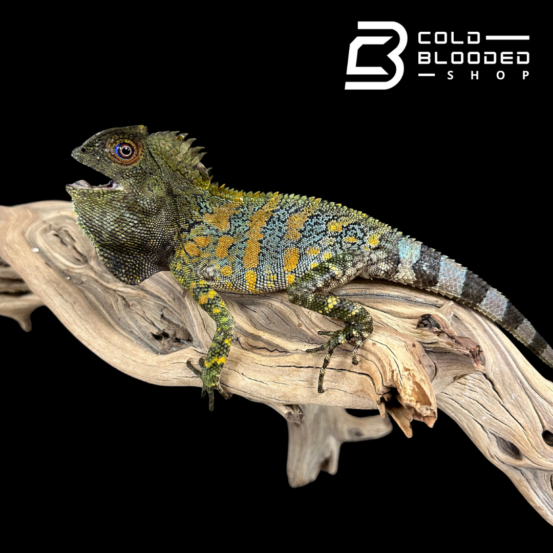 Lagarto monitor sin orejas de Borneo juvenil (Lanthanotus borneensis)