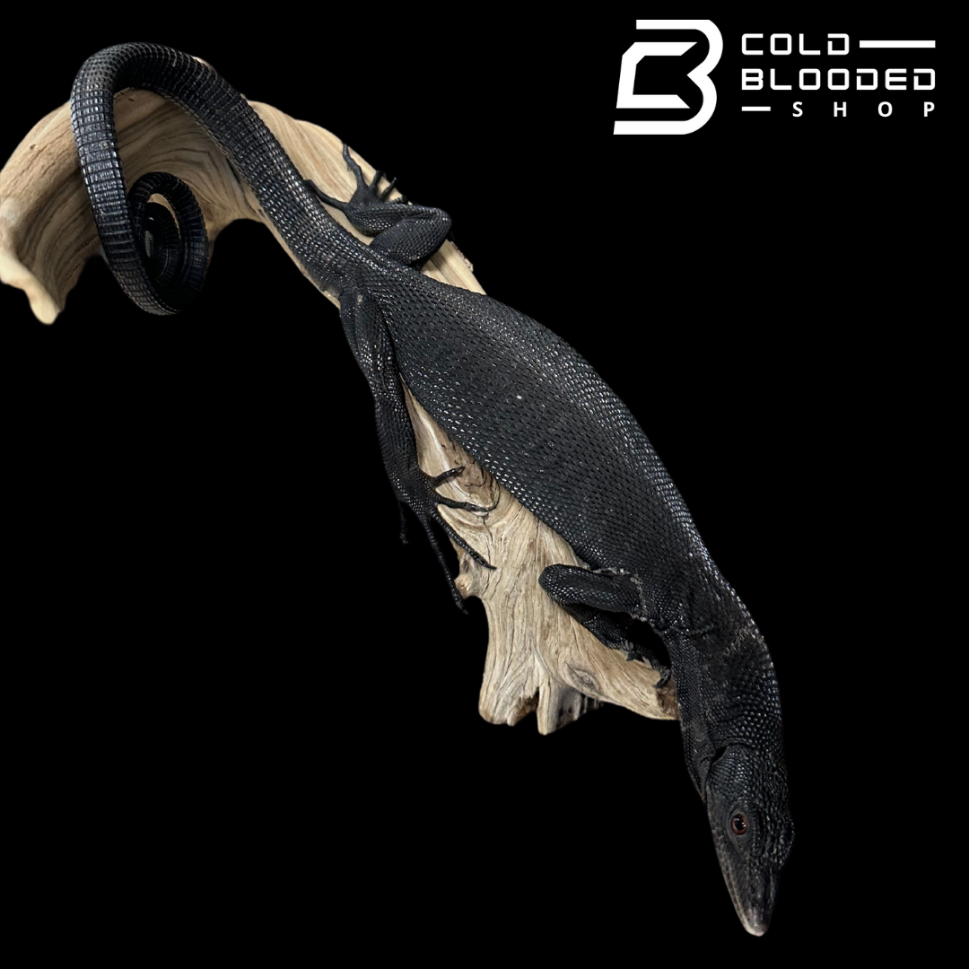 CBB Adult Male Black Tree Monitor - Varanus beccarii