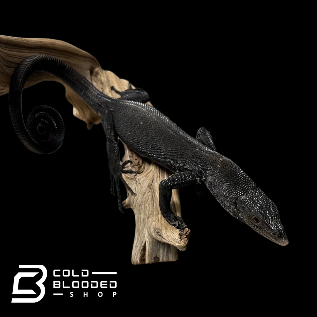 CBB Adult Male Black Tree Monitor - Varanus beccarii